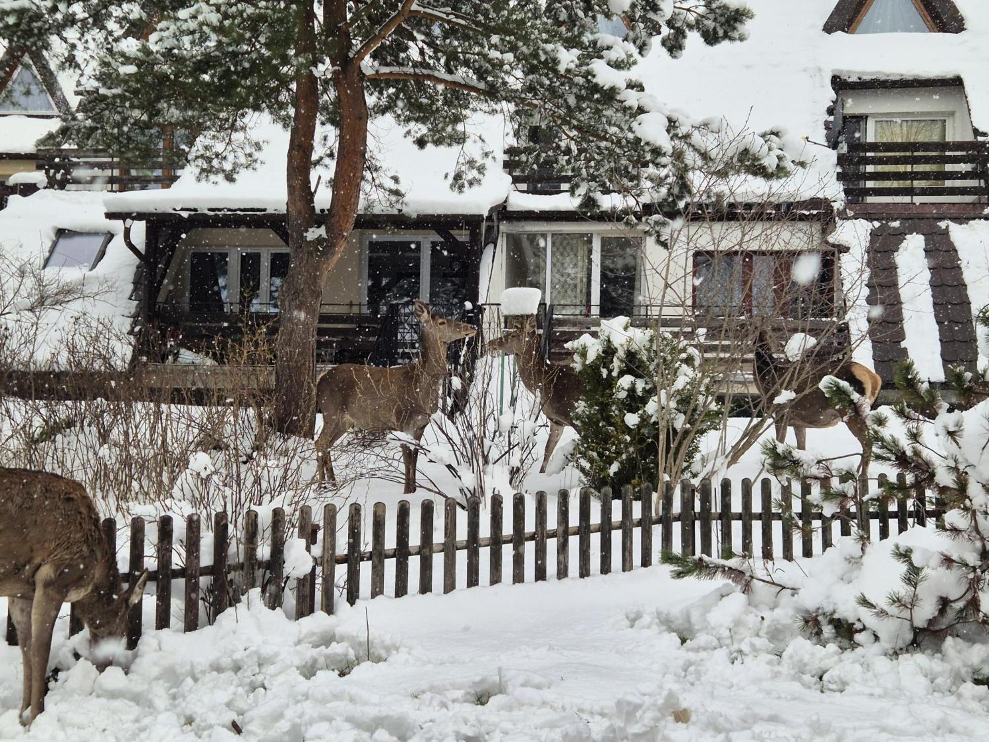 Apartament Wokol Stolu 자코파네 외부 사진